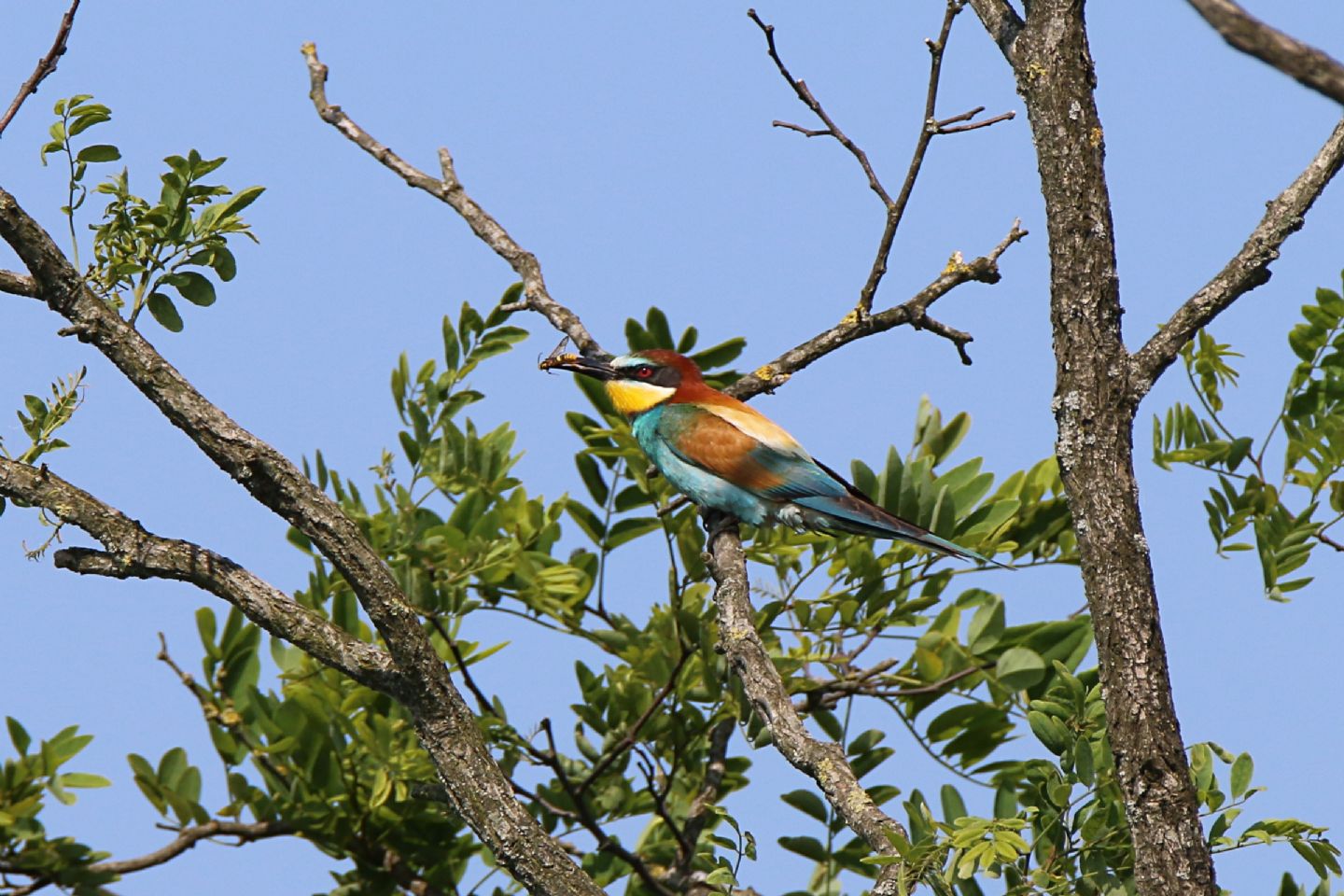 Gruccioni (Merops apiaster)